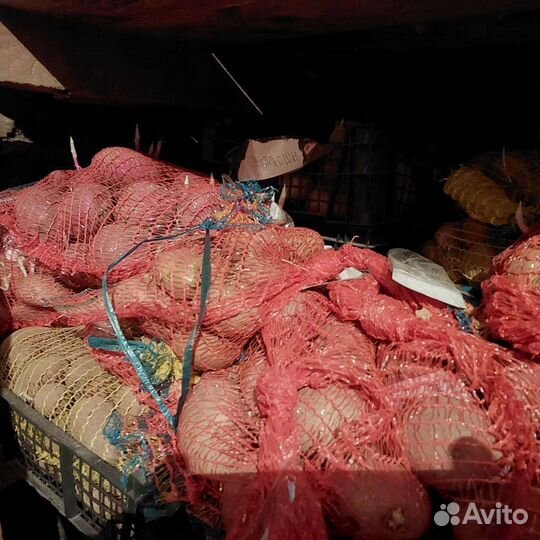 Семенной картофель