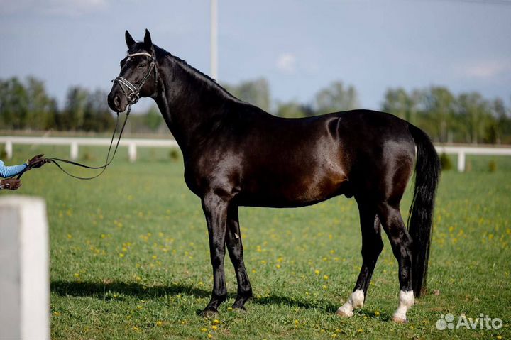 Мерин 2017 года, вороной