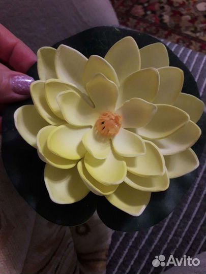 Кувшинка прудовая