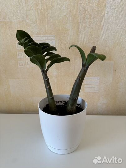 Замиокулькас зензи