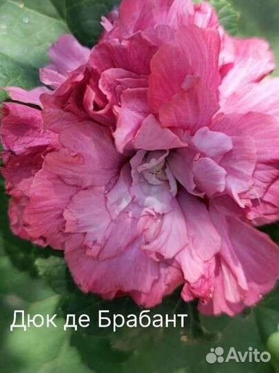 Гибискус сирийский черенки