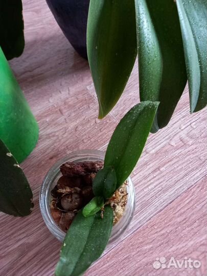 Орхидея фаленопсис