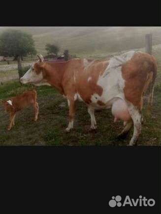Корова с теленком