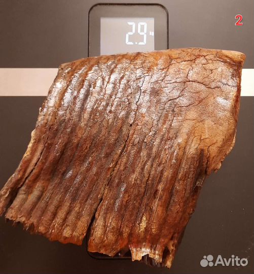 Зубы Мамонт рог Бизон