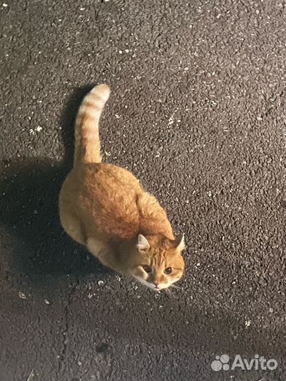 Красивый котик(или кошечка) ищет Дом