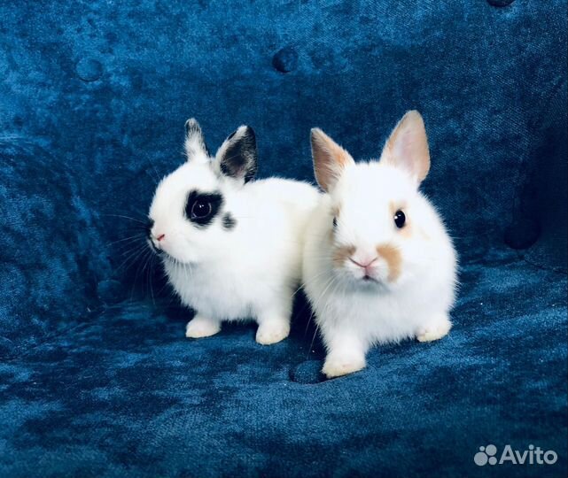 Декоративные кролики мини ручные