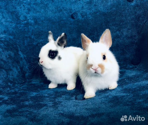 Декоративные кролики мини ручные