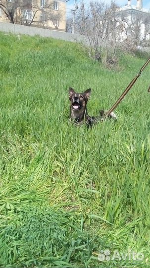 Передержка Домашних Животных