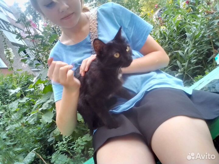 Котенок в добрые руки