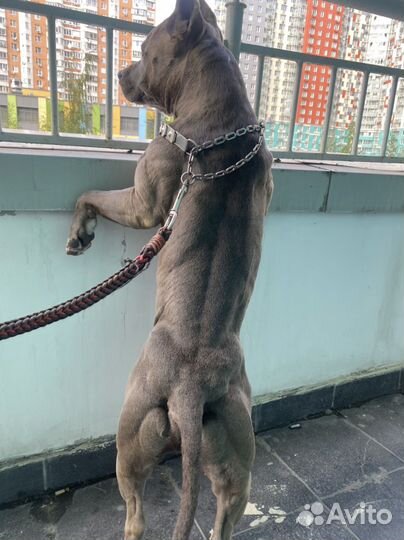 Щенки голубого амстаффа