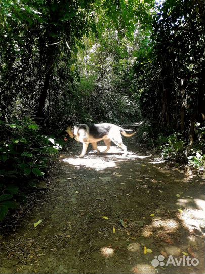 Вязка вео кобель