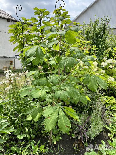 Саженцы каштана