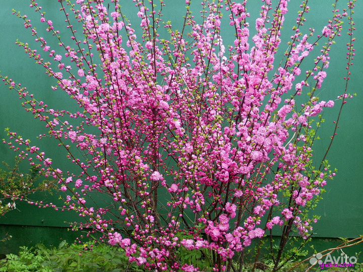 Сакура, миндаль, вишня железистая