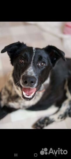 Собака выжила, чтобы жить