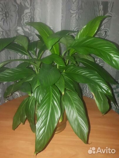 Спатифиллум, юкка,традесканция,риспалис