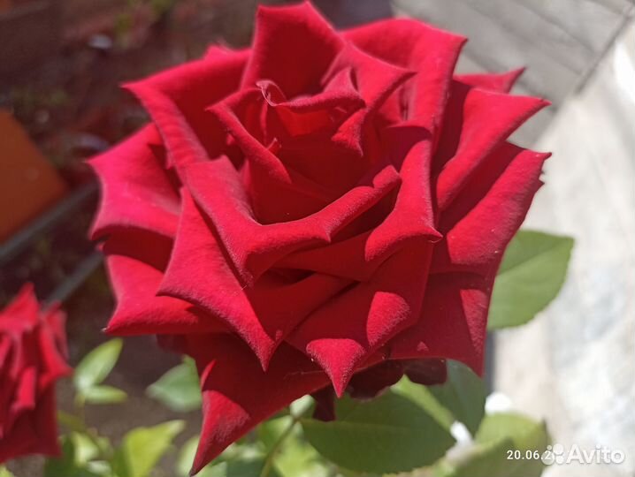 Кустовые розы саженцы