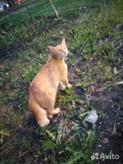 Котик с изюминкой)