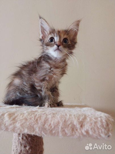 Котята мейн-кун полидакт