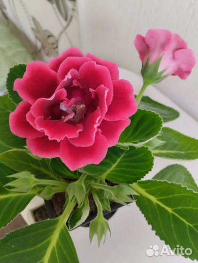 Комнатные цветы