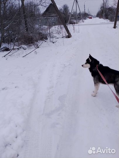 Собаки бесплатно в добрые руки
