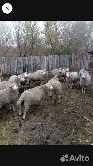 Овцы бараны