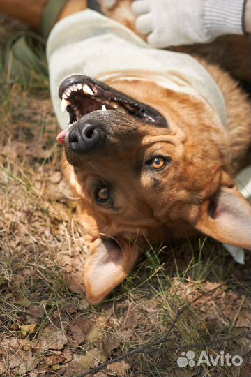 Семейная и добрая собака из приюта