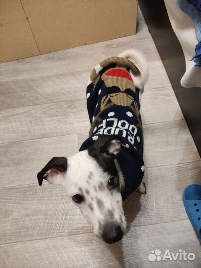 Вязка джек Рассел терьер