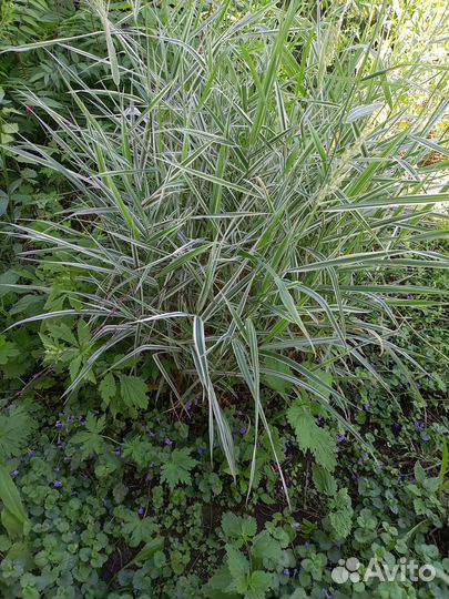 Многолетники для сада