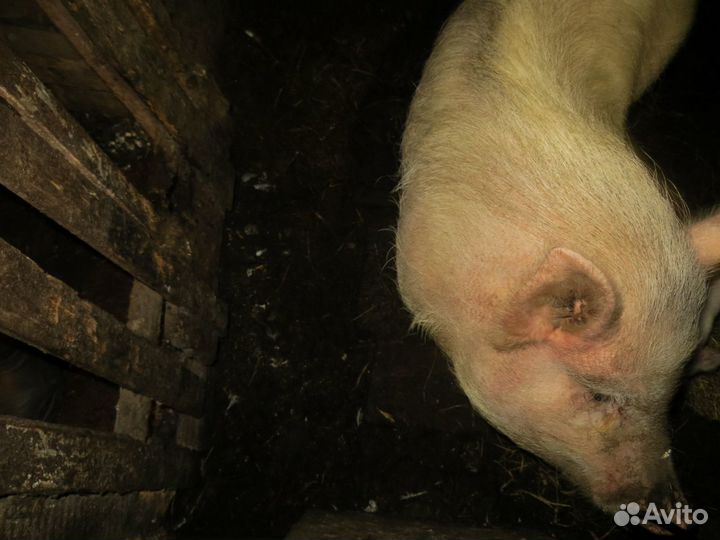 Вьетнамские вислобрюхие поросята