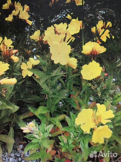 Маргаритка, энотера