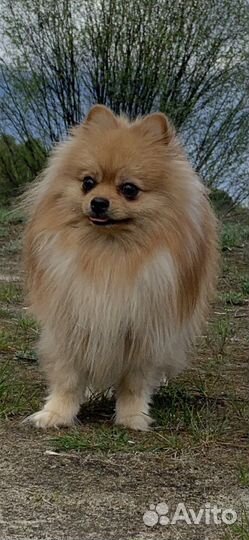 Кобель для вязки шпиц