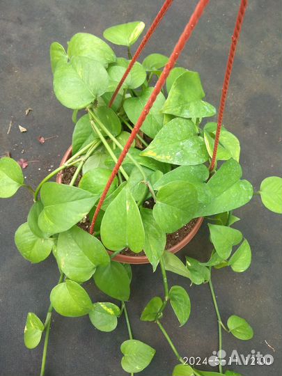 Сциндапсус эпипремнум