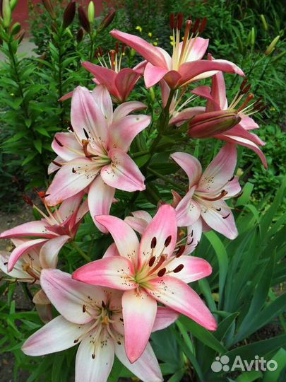 Лилия азиатская