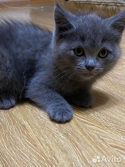 Сибирские котята