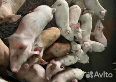 Мясо деревенское,свинина. Убой,доставка завтра