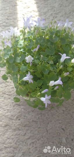 Шеффлера, глоксиния бордовая, хаворция, и др