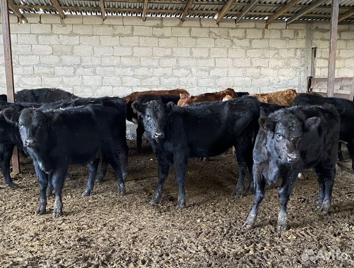 Продаются телки