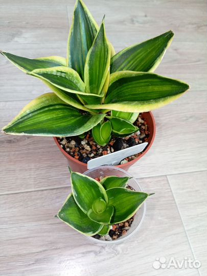 Сансевиерия пагода стриата