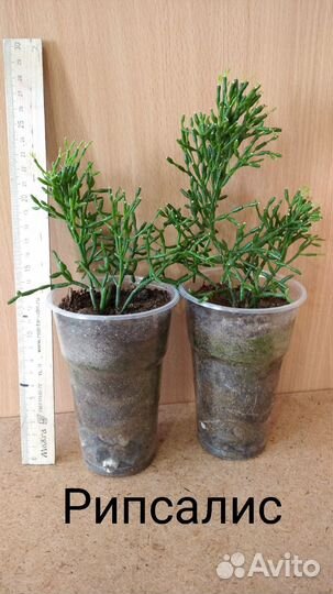 Комнатные растения