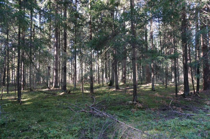 Участок 16 сот. (ИЖС)