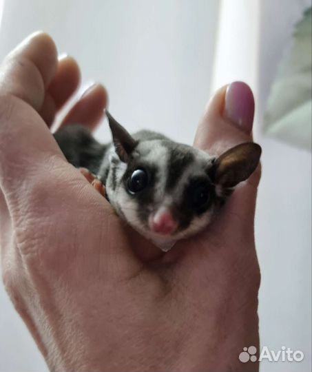 Белка летяга