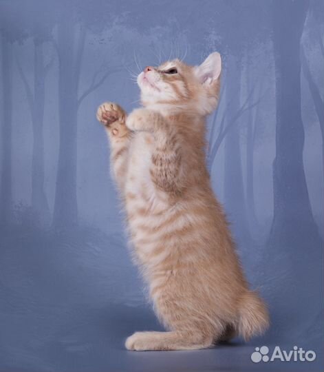 Курильский бобтейл кремовый мальчик