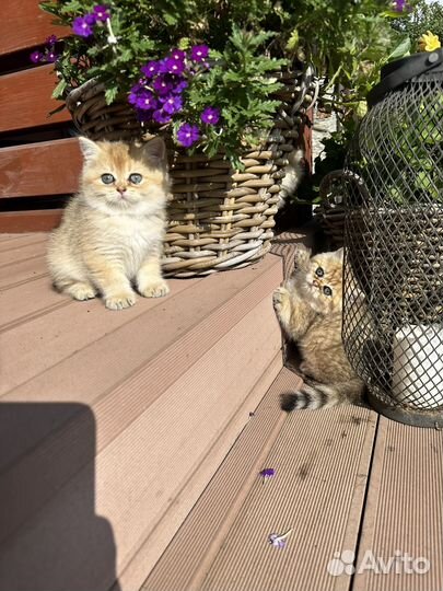 Золотая шиншилла котята