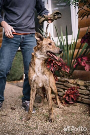 Пес из приюта, собака