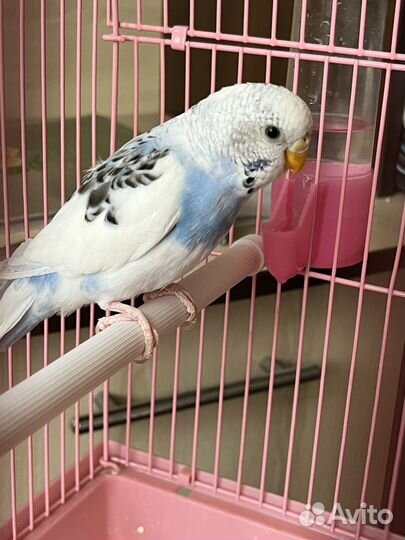 Волнистый попугай