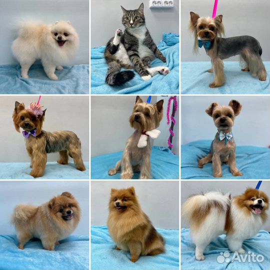 Груминг, стрижка собак и кошек