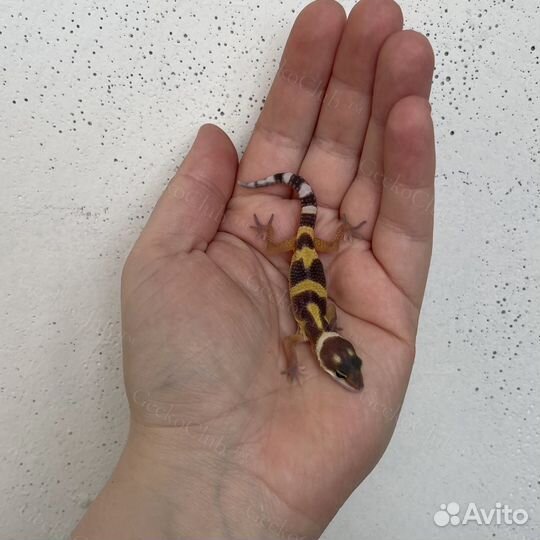 Ручные ящерицы/гекконы/эублефары опт/розница