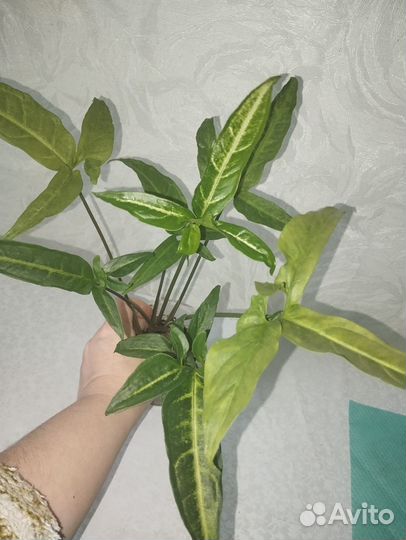 Сингониум а Ангустатум