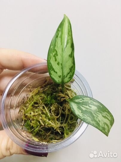 Сингониум Голден Аллюжн и др