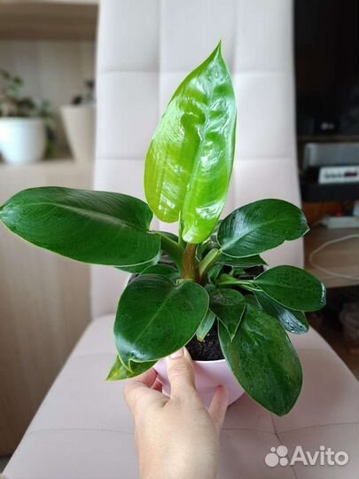 Филодендрон Грин Принцесс